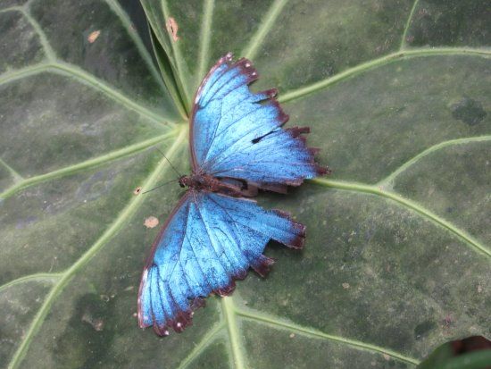 Montezuma Gardens y Mariposario Butterfly Garden